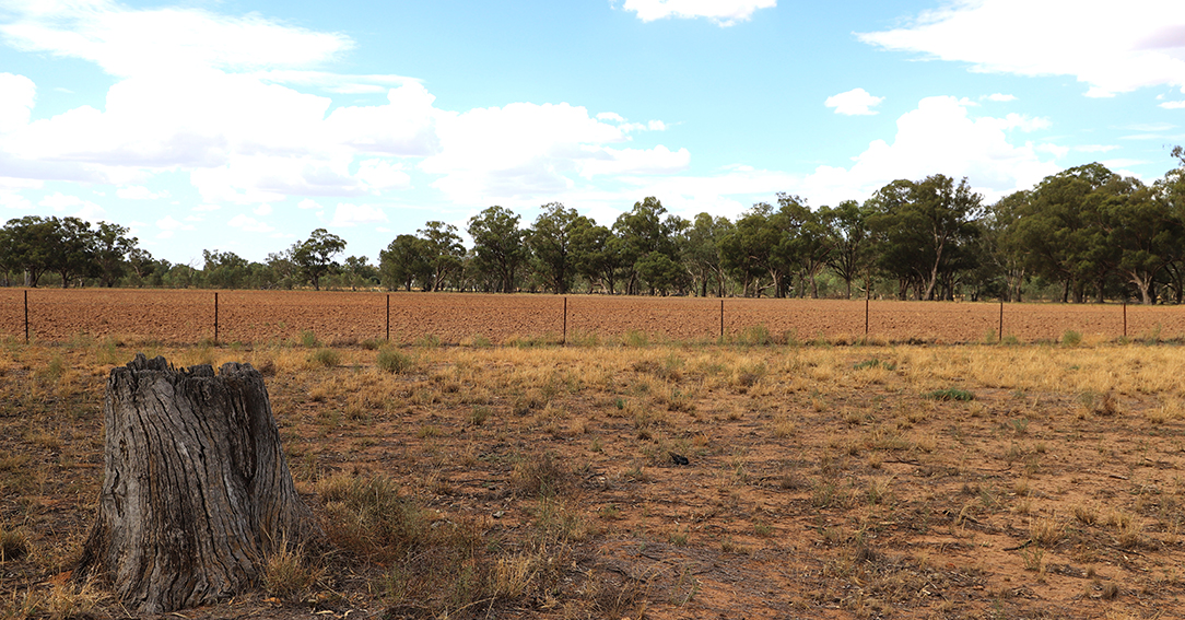 Drought Landscape