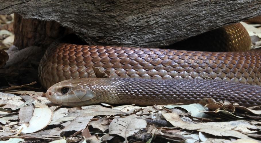 Brown Snake