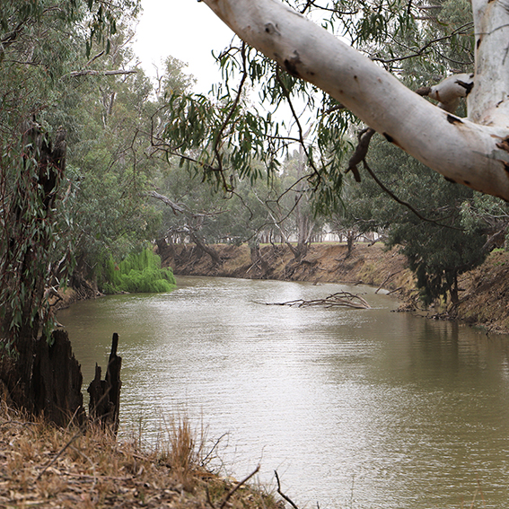 Lachlan Catchment Algae Alerts