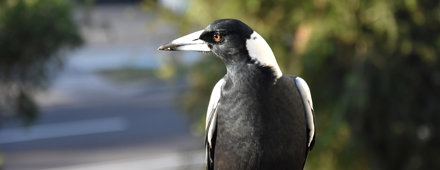 Magpie Header