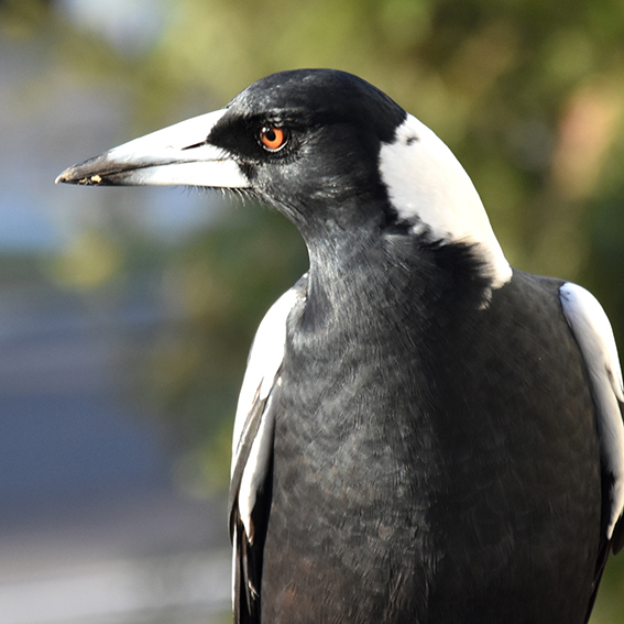Swooping Magpies