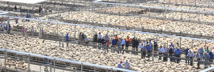 Sheep Sales