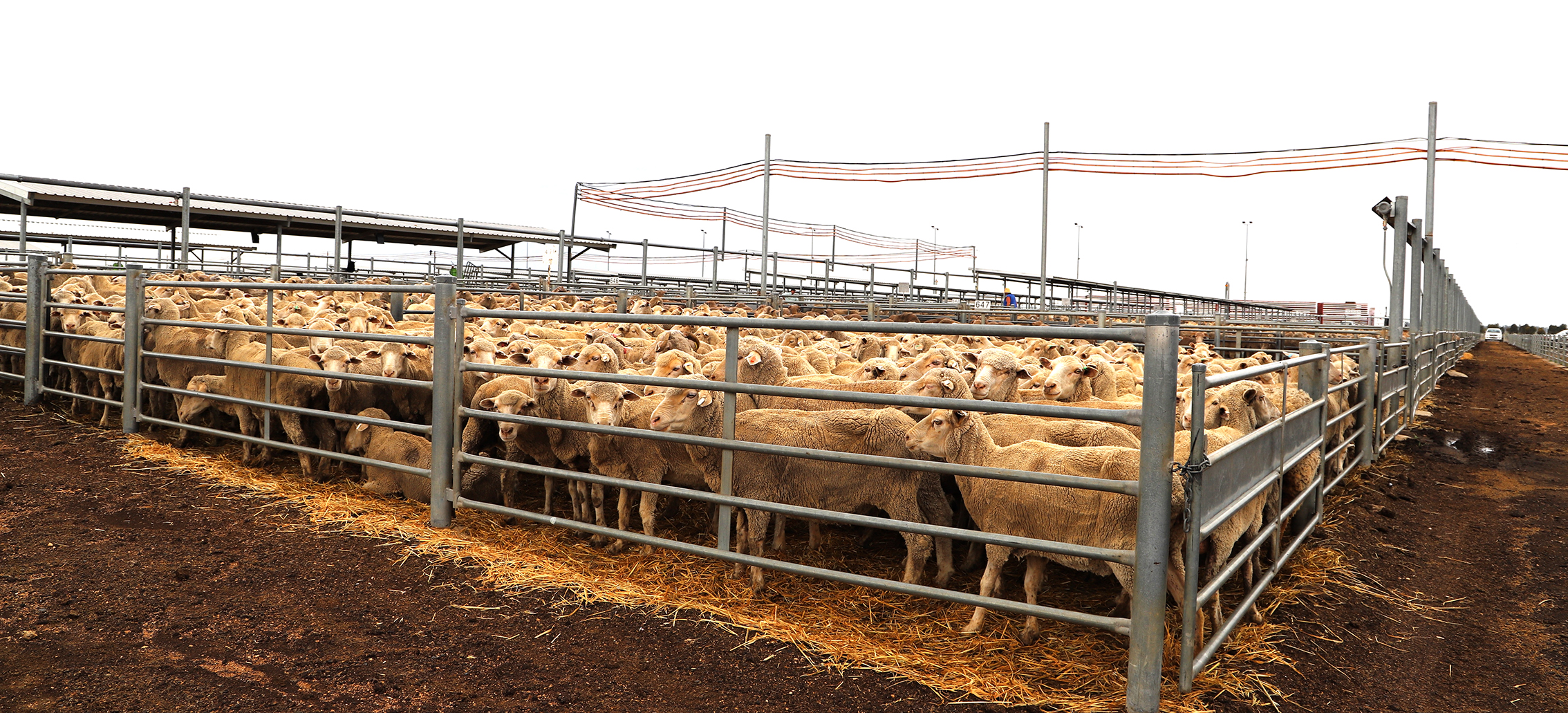 Sheep Yards