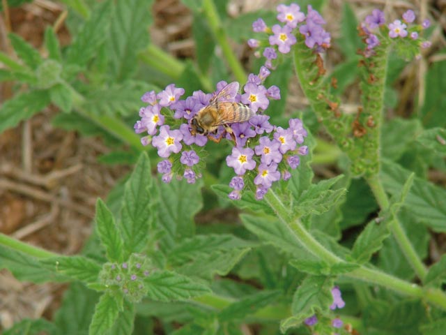 Photographer: J Edwards Blue Heliotrope