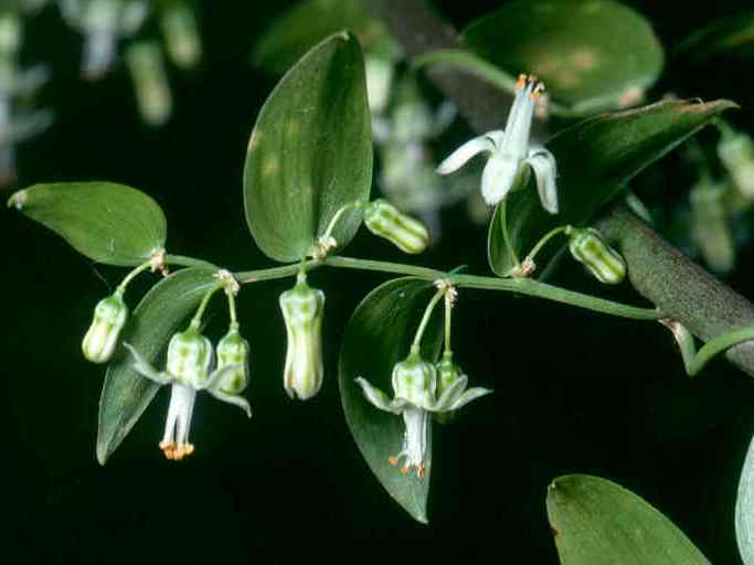 Photographer: J Hosking Bridal creeper
