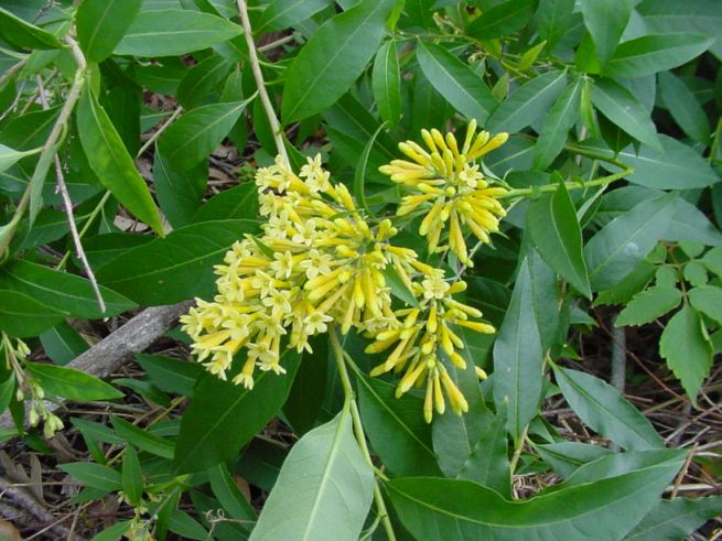 Photographer: G Wisemantel Green cestrum