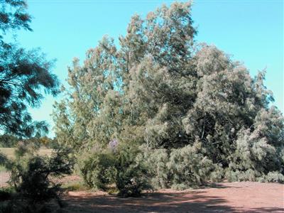 Athel Pine Tree