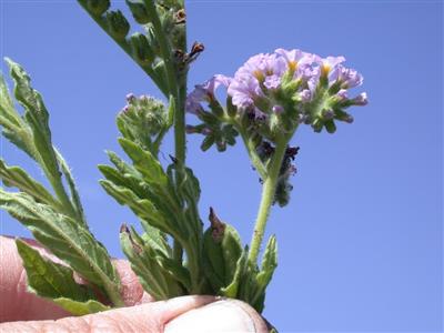 Blue Heliotrope weed