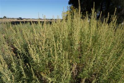 Burr ragweed