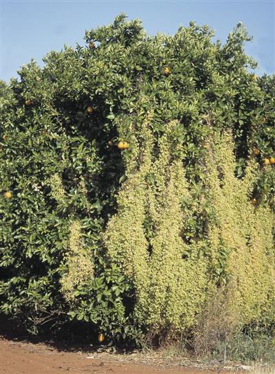 Bridal creeper (Asparagus asparagoides)