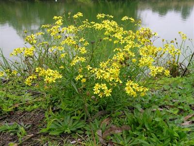 Fireweed (Senecio madagascariensis)