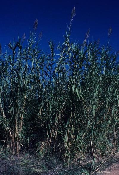 Giant reed  (Arundo donax)
