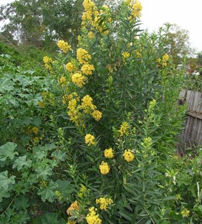 Green cestrum (Cestrum parqui)