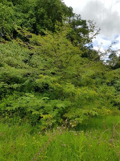 Honey locust (Gleditsia triacanthos)