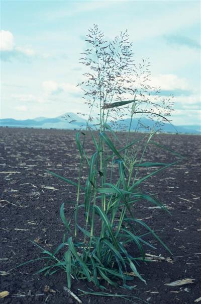 Johnson grass (Sorghum halepense)