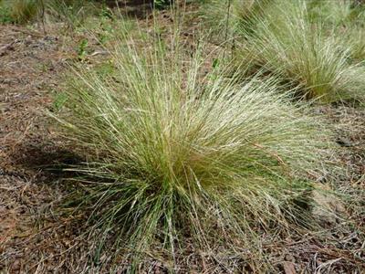 Serrated tussock (Nassella trichotoma)