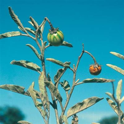 Silver leaf nightshade  (Solanum elaeagnifolium)