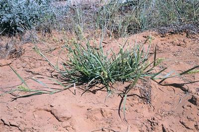 Spiny burr grass (Cenchrus longispinus)