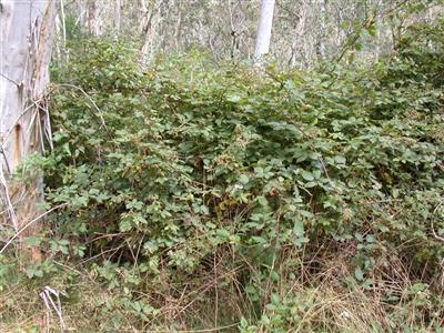 Blackberry (Rubus fruticosus species aggregate)