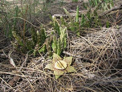 Carrion flower (Orbea variegata)