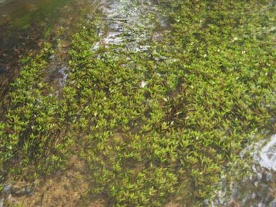 East Indian hygrophila (Hygrophila polysperma)