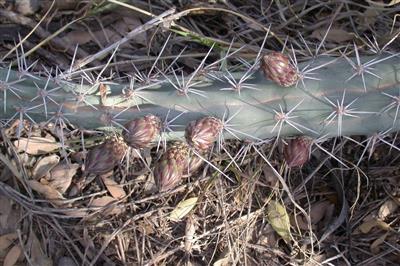 Harrisia (Harrisia spp.)