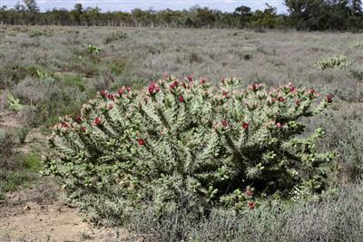 Hudson pear (Cylindropuntia pallida and Cylindropuntia tunicata)