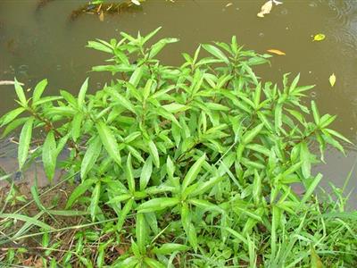 Hygrophila (Hygrophila costata)