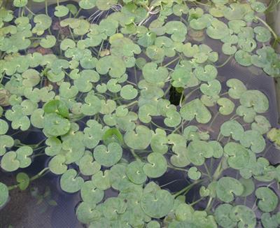 Kidney-leaf mud plantain (Heteranthera reniformis)  