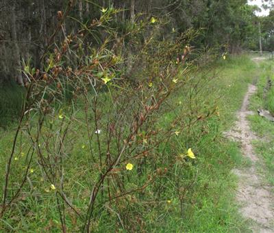 Long-leaf willow primrose (Ludwigia longifolia)