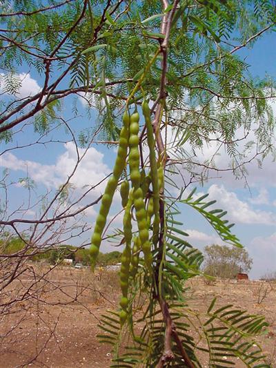 (Prosopis spp.)