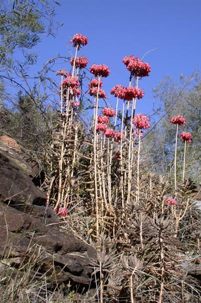 Mother-of-millions (Bryophyllum spp.)