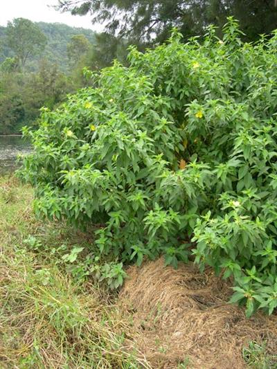 Peruvian primrose (Ludwigia peruviana)