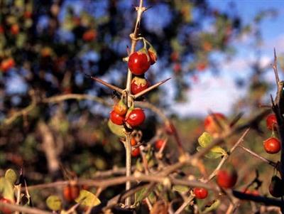 African boxthorn (Lycium ferocissimum)