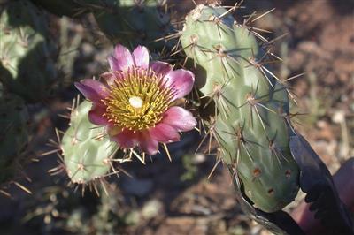 Prickly pears - Cylindropuntias (Cylindropuntia species).