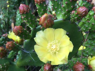 Prickly pears (Opuntia species)