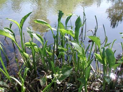 Sagittaria (Sagittaria platyphylla)