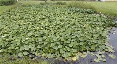 Yellow waterlily (Nymphaea mexicana)