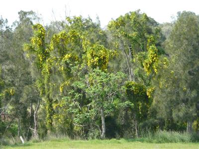 Cats claw creeper