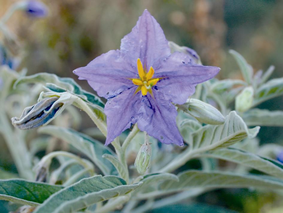 Photographer: A Johnson Silver leaf nightshade