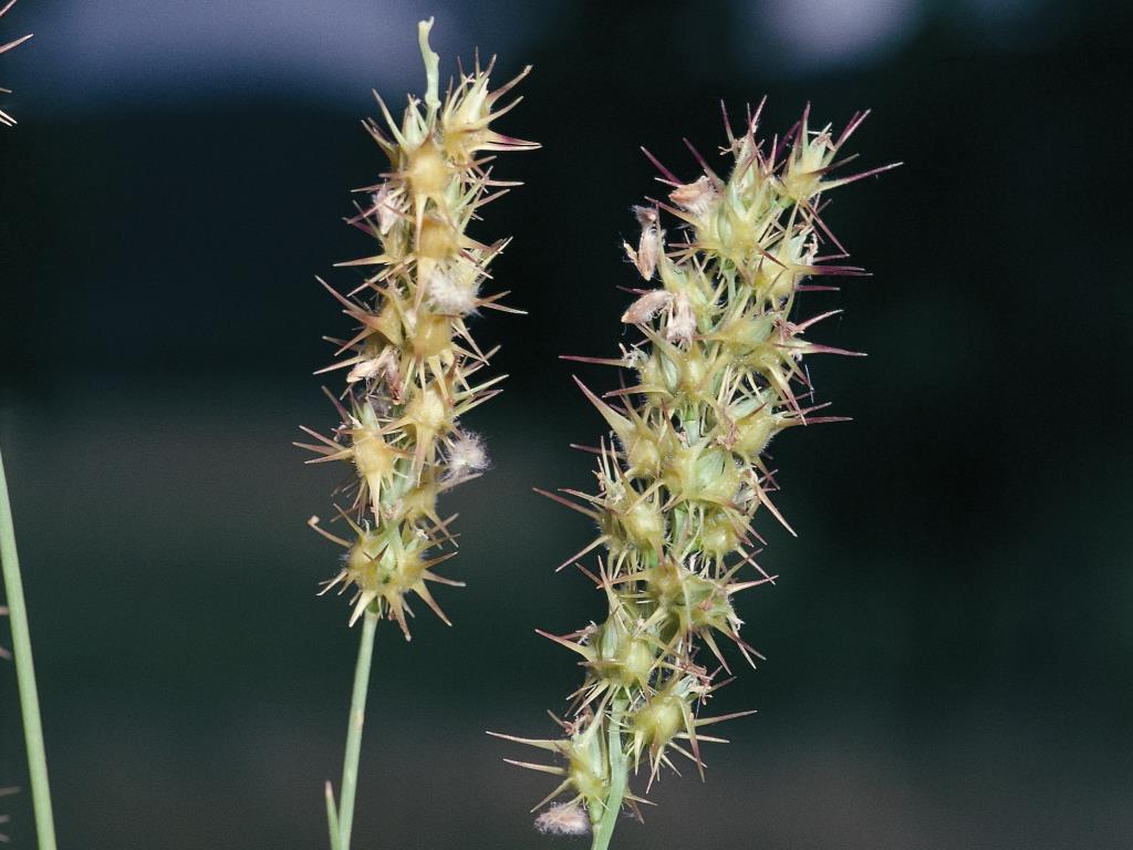Photographer: B Auld Spiny burr grass